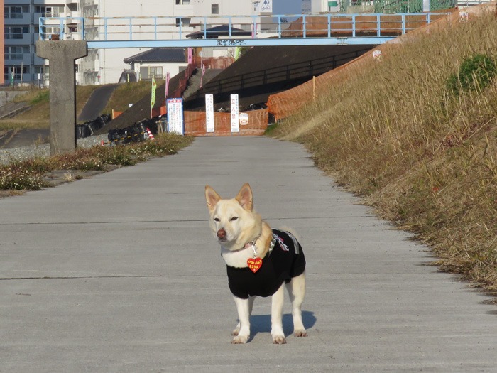 おいらは~天下の~嫌われ者♪ (^_^;)_c0049299_2084161.jpg