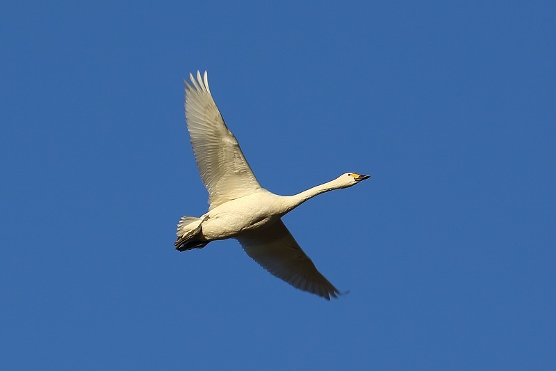 白鳥の郷、その白鳥が優雅に空を飛ぶ場面_b0291402_08075412.jpg