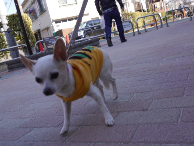 a0332203_22043319.jpg