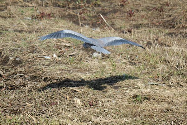 畑みちの鳥たちに会いに行った。_e0108126_16265417.jpg