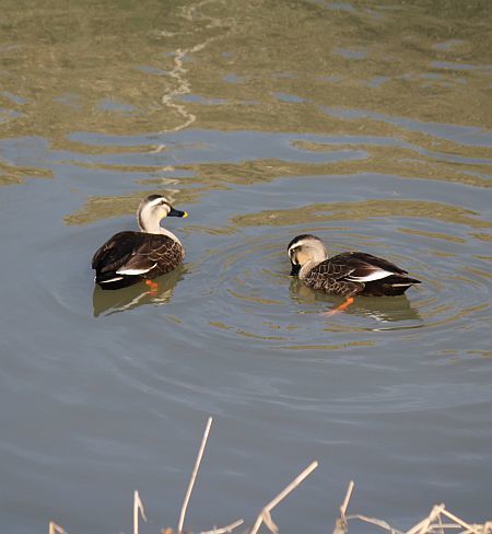 畑みちの鳥たちに会いに行った。_e0108126_16363459.jpg