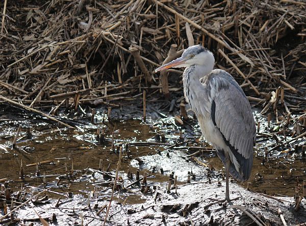 畑みちの鳥たちに会いに行った。_e0108126_16532619.jpg