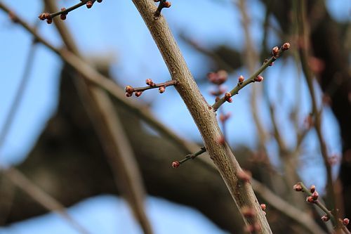 畑みちの鳥たちに会いに行った。_e0108126_16575107.jpg