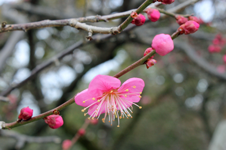 太宰府天満宮　　2015年1月27日_a0129233_194130100.jpg