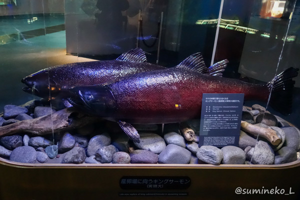 14 11 22 千歳サケのふるさと館２ 墨色の鳥籠