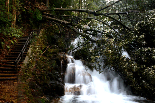 c0093046_8415445.gif