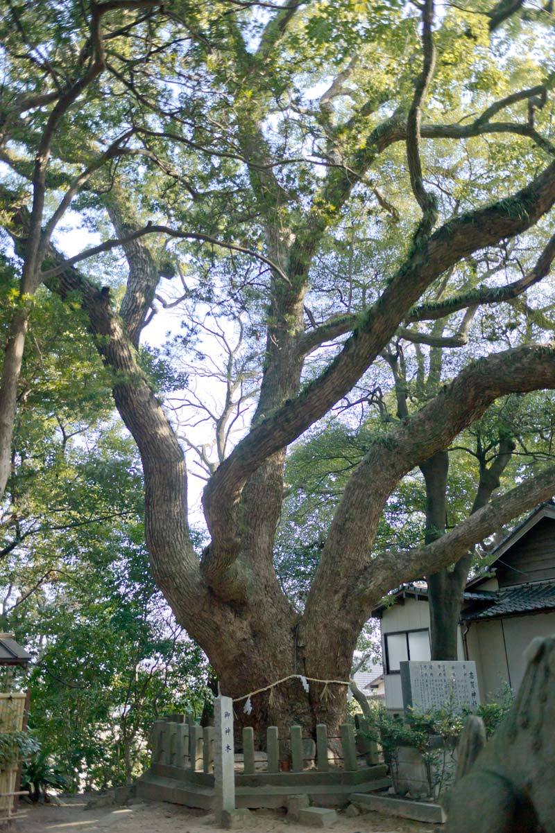 志賀神社　福岡県糟屋郡粕屋町仲原_b0023047_02525358.jpg