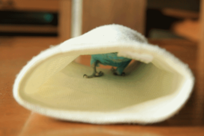 c0145250_10265362.gif