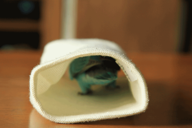 c0145250_10272151.gif