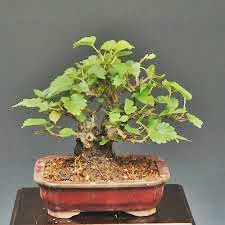 桑の木 群馬で生まれ育った男のブログ
