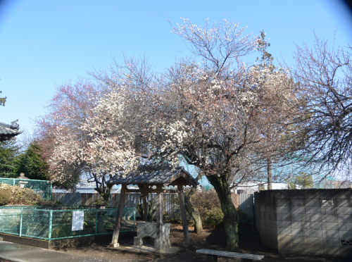 川越から早咲の梅の花の写真を送ります_b0115553_13545434.png