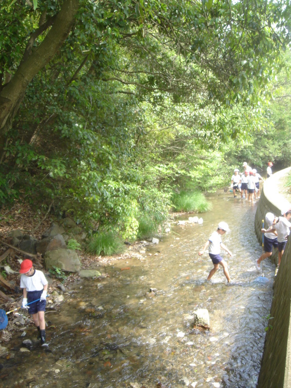 箱作小学校５年学習サポート「田山川の水生生物観察」・・・うみべの森を育てる会サポート_c0108460_22455065.jpg