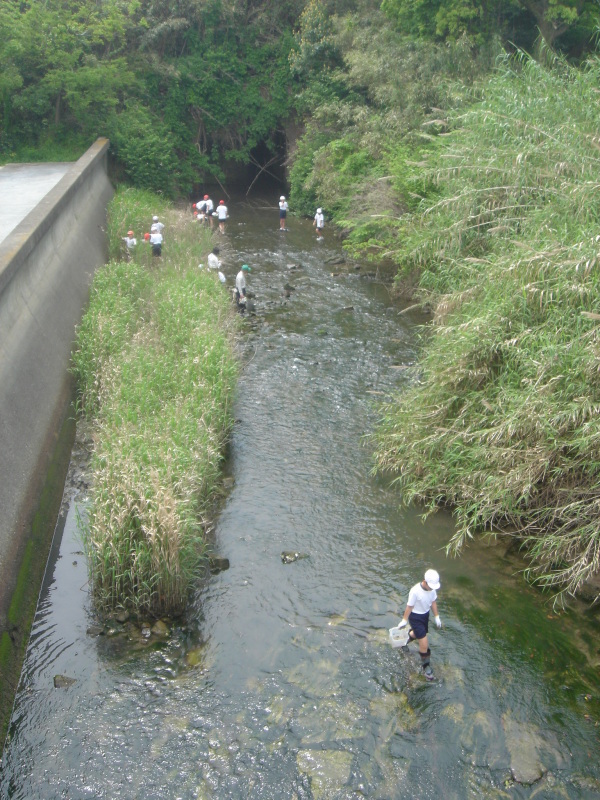 箱作小学校５年学習サポート「田山川の水生生物観察」・・・うみべの森を育てる会サポート_c0108460_22540620.jpg