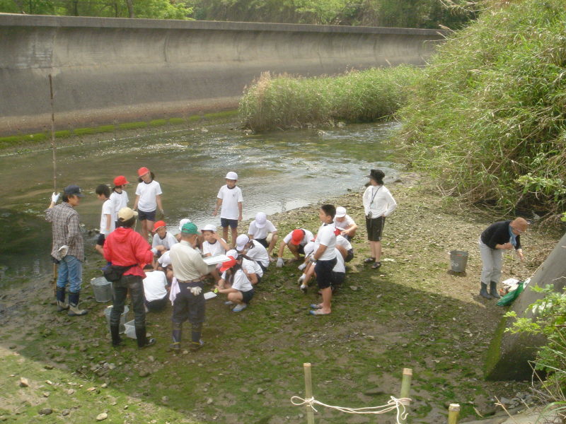 箱作小学校５年学習サポート「田山川の水生生物観察」・・・うみべの森を育てる会サポート_c0108460_22571032.jpg