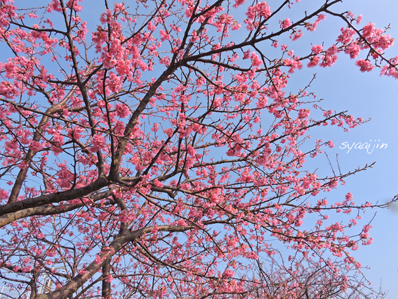 春はそこまで‥‥ 『三浦海岸 河津桜2015』(4)_d0251161_08290822.jpg