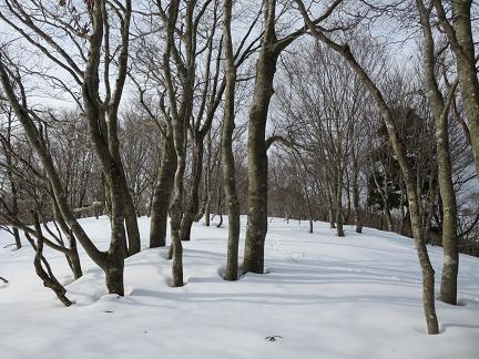 三十三間山　　県境は気持ち良い雪原尾根_f0302771_16145369.jpg