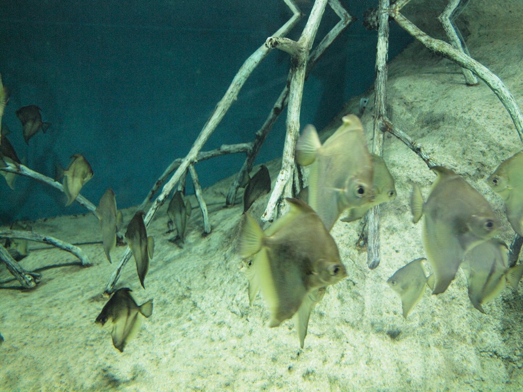 メコン川やアマゾン川等の魚達 自然風の自然風だより