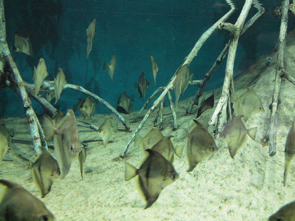 メコン川やアマゾン川等の魚達 自然風の自然風だより