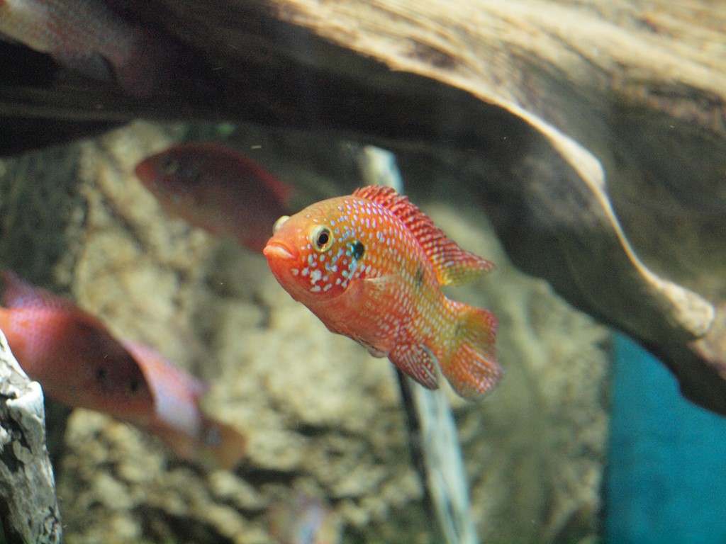 『メコン川やアマゾン川等の魚達～』 自然風の自然風だより