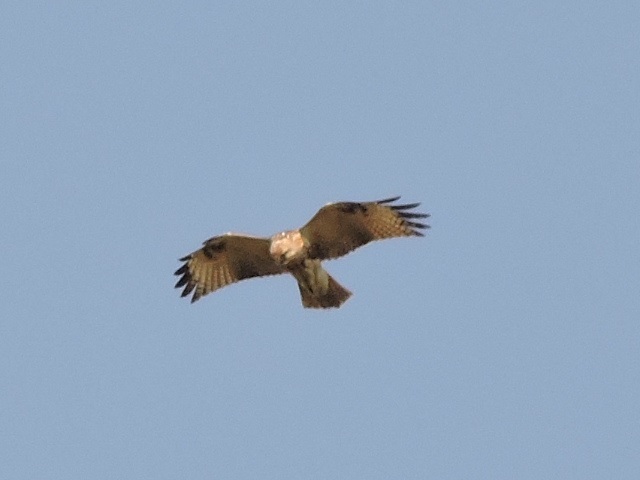 a0338484_14045025.jpg
