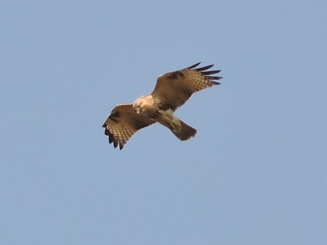 a0338484_14051063.jpg