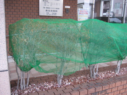 つかの間の雪解け_b0159098_17474242.jpg