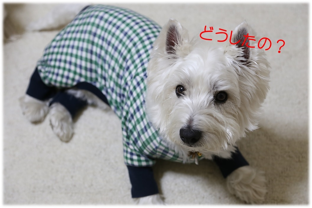 ☆ イギリス ロンドンから RADLEY そして関税が・・・ ☆_a0161111_23214253.jpg
