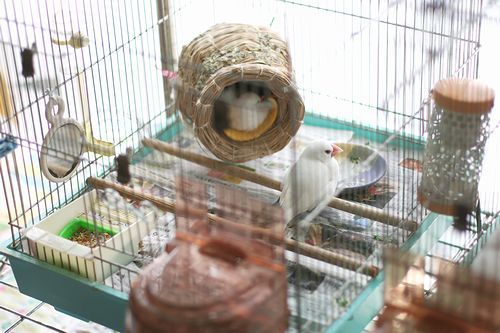 我が家のケージ環境 メリーさんの文鳥 我が家のケージ環境 メリーさんの文鳥