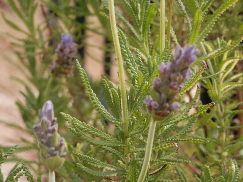 e0288951_18265640.jpg