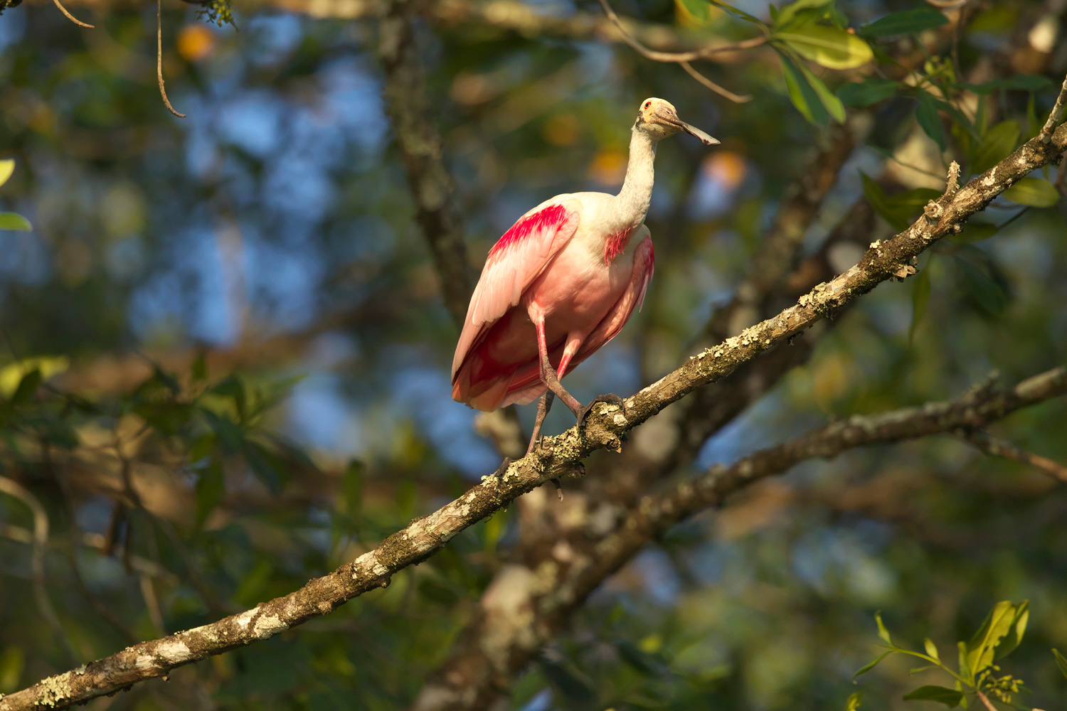 ベニヘラサギ Roseate Spoonbill ぼちぼち と 野鳥大好き O