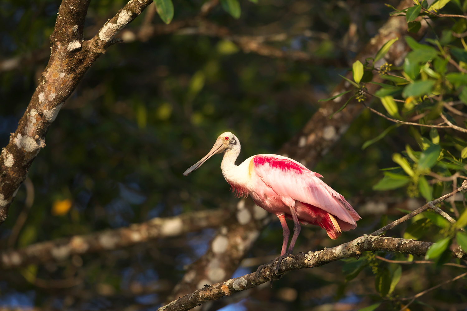 ベニヘラサギ Roseate Spoonbill ぼちぼち と 野鳥大好き O