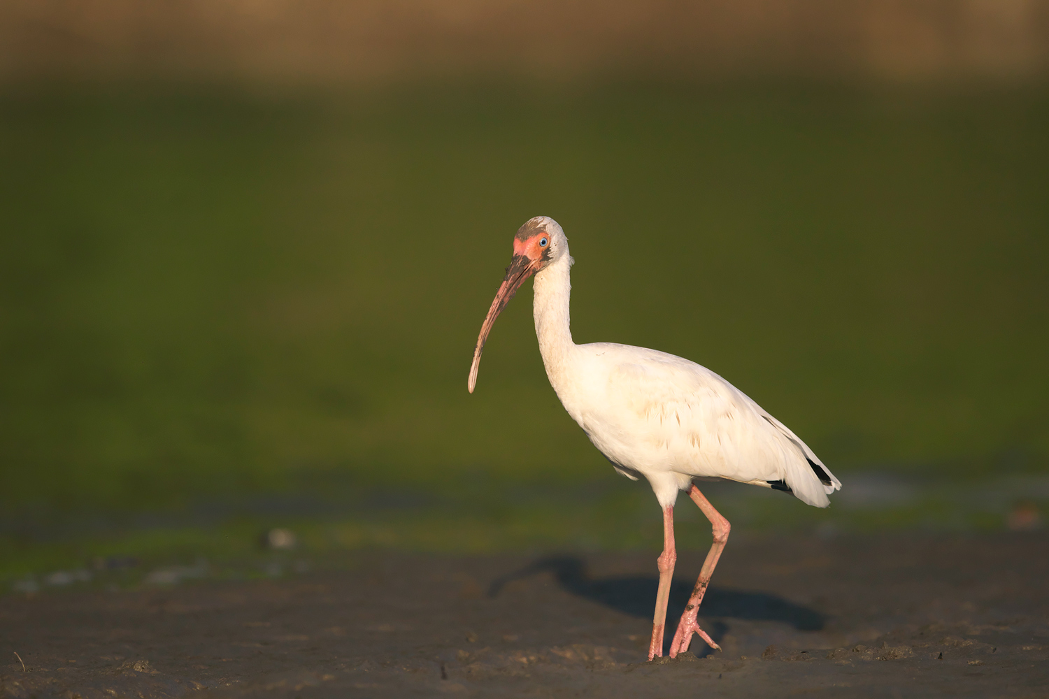 シロトキ　White Ibis_d0013455_19374561.jpg