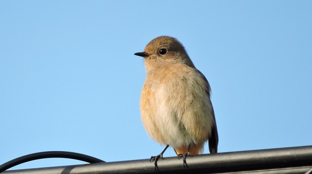 野鳥と動物_a0338484_14450343.jpg