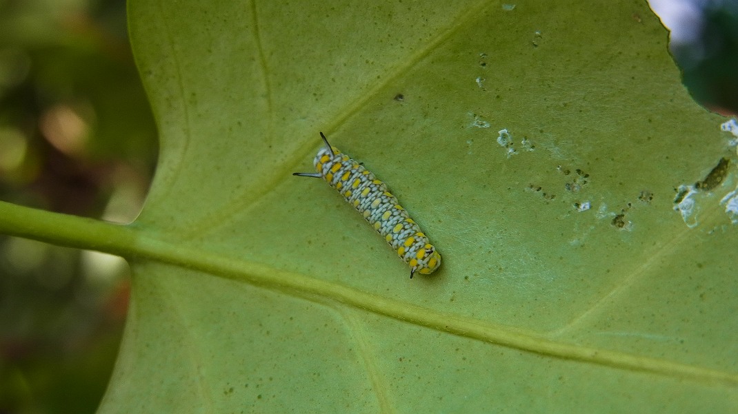 f0346184_18314532.jpg
