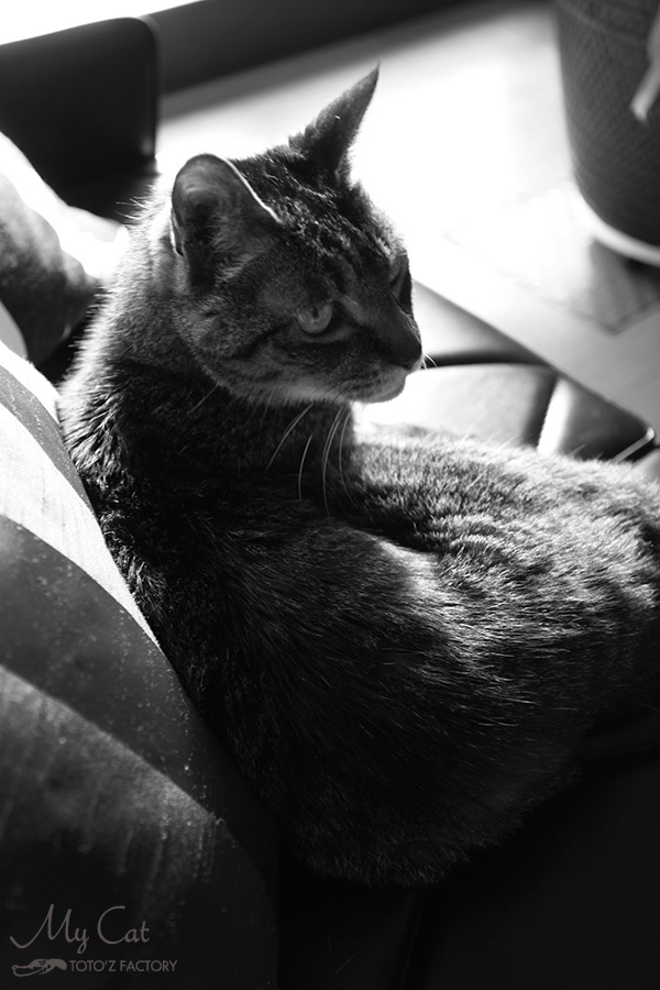 猫の目天気_a0034287_09181068.jpg