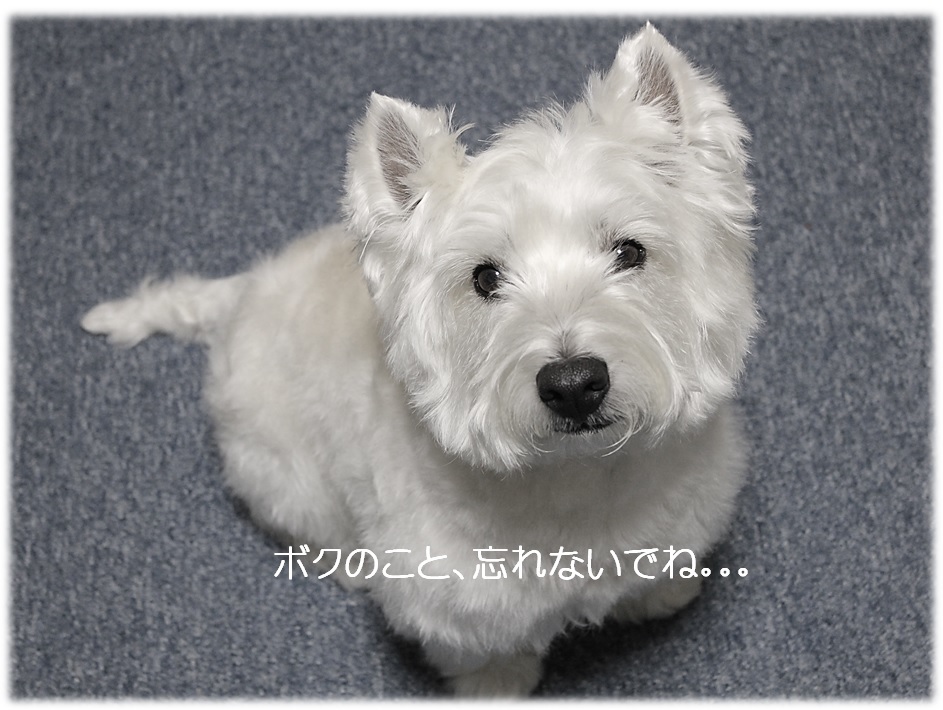 ☆ 突然ですが。。。☆_a0161111_23071943.jpg