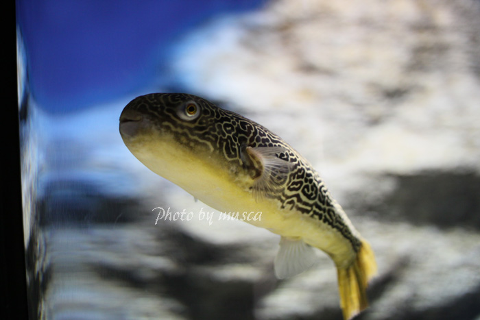 2014年3月　山の水族館_b0024125_1347279.jpg