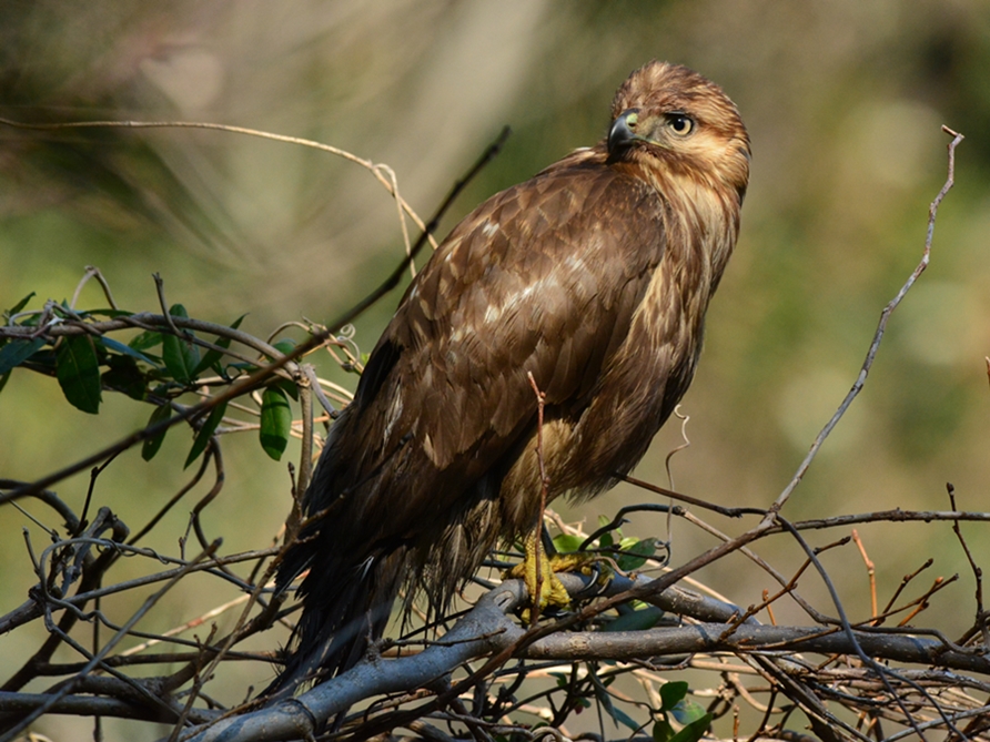 ノスリ（鵟）/Eastern Buzzard_b0309841_2316786.jpg