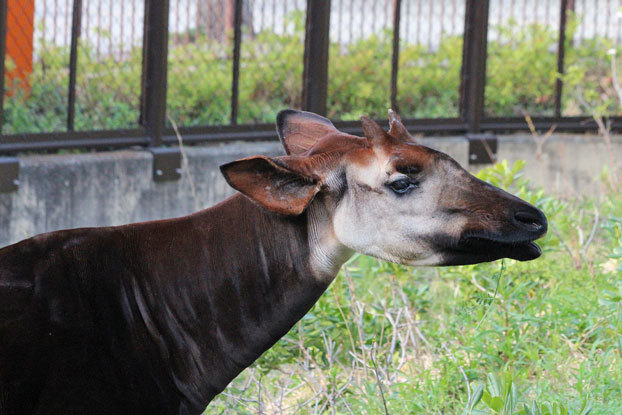 金沢動物園～アフリカ区の動物たち　その2_e0294253_21165904.jpg