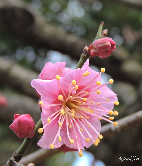 見て驚く梅の花 見驚 写愛館 見て驚く梅の花 見驚 写愛館