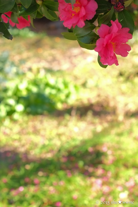a0142976_1640405.jpg