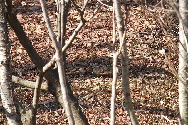 e0070891_2101357.jpg