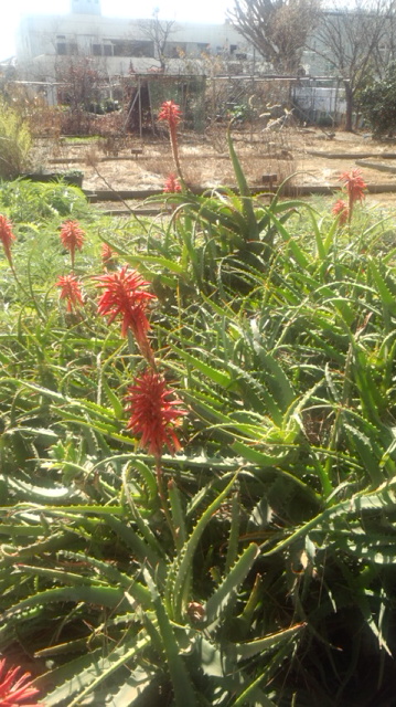 c0123401_16191680.jpg