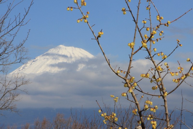 岩本山の蝋梅_a0188405_09130633.jpg