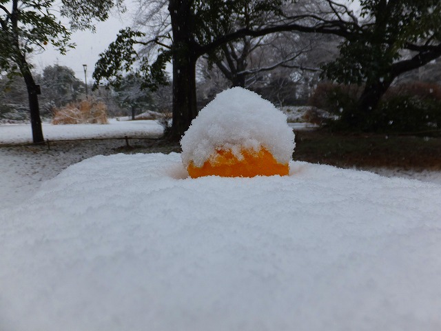 すみれば雪景色_b0049307_1423584.jpg