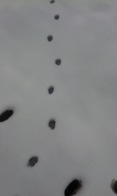 大雪再び?!_a0168922_15441925.jpg