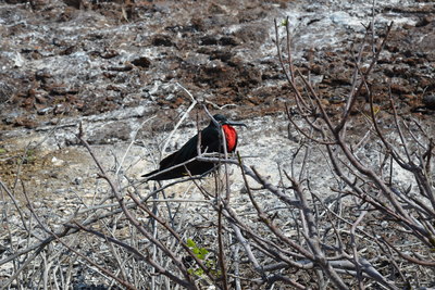 ヘノベサ島へ上陸してマスクカツオドリのコロニーを見学します！_a0124132_12154019.jpg