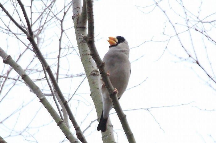 初めましての野鳥さん_f0327034_09483644.jpg