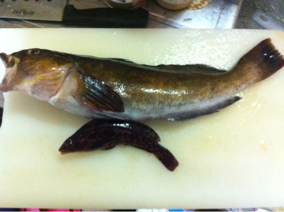 15年1月15日 横須賀 爆風アイナメ釣り 東京湾奥釣り Level1