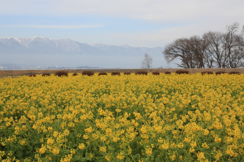 滋賀県守山市 菜の花が咲く第一なぎさ公園へ ぴんぼけふぉとぶろぐ2 滋賀県守山市 菜の花が咲く第一なぎさ公園へ ぴんぼけふぉとぶろぐ2